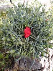 Dianthus caryophyllus