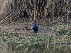 Porphyrio melanotus