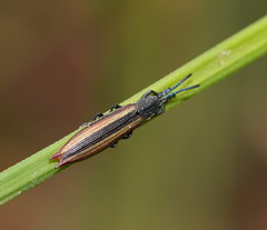 Eurispa vittata