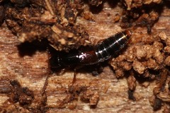 Gabrius splendidulus