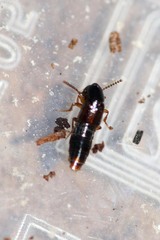 Gabrius splendidulus