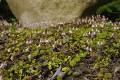 Linnaea borealis longiflora
