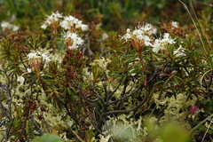 Rhododendron groenlandicum