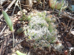 Haworthia