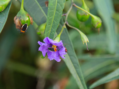 Solanum laciniatum