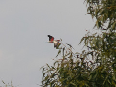 Eolophus roseicapilla