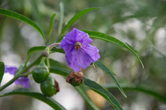 Solanum laciniatum