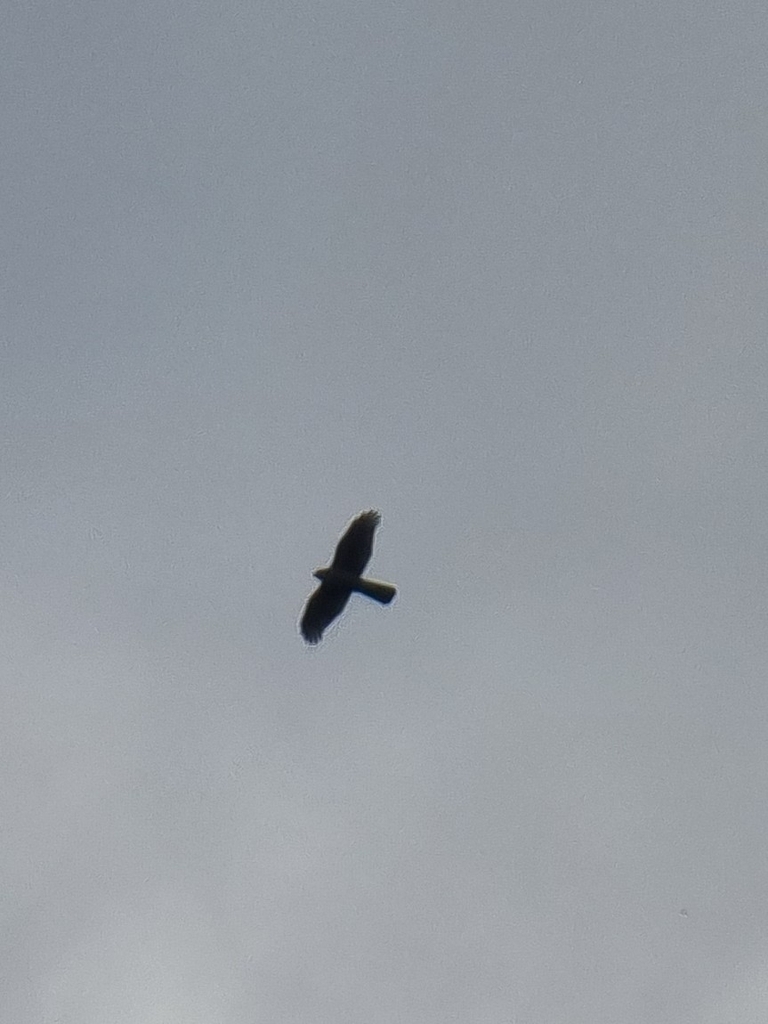 Canarian Sparrowhawk