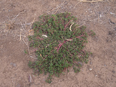 Portulaca oleracea