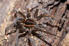 Dolomedes vicque
