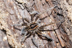 Dolomedes vicque