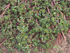 Portulaca oleracea