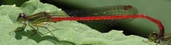 Image of Telebasis garleppi