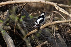 Dendrocopos major