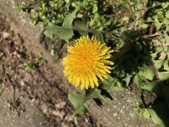 Taraxacum officinale