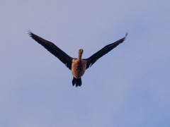 Anhinga novaehollandiae