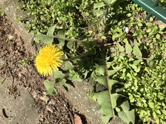 Taraxacum officinale