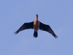 Anhinga novaehollandiae