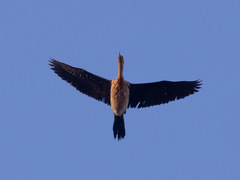 Anhinga novaehollandiae