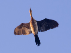 Anhinga novaehollandiae