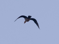 Anhinga novaehollandiae