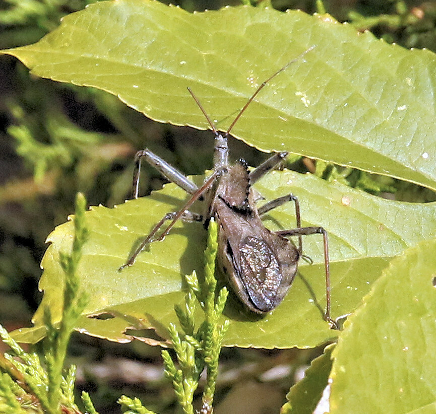 North American Wheel Bug in October 2023 by Sherrie Quillen · iNaturalist