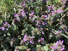 Lamium purpureum