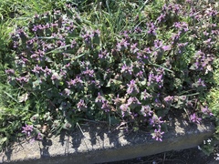 Lamium purpureum