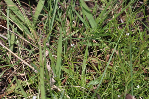 Image of Oldenlandia herbacea by (c) Tony Rebelo, some rights reserved (CC BY-SA)