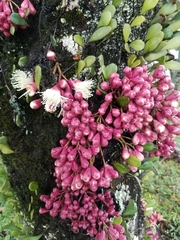 Syzygium cormiflorum