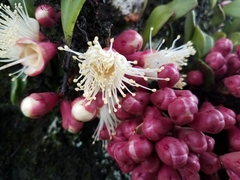 Syzygium cormiflorum
