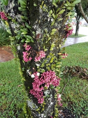 Syzygium cormiflorum