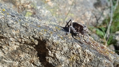 Pycnogaster