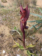 Bilamellaria