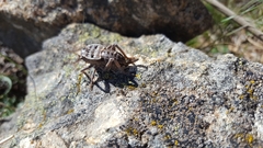 Pycnogaster