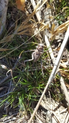 Pycnogaster