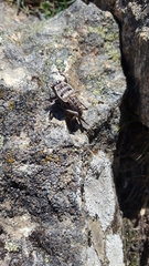 Pycnogaster