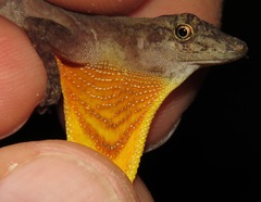 Anolis osa