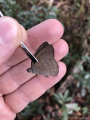 Nhambikuara cerradensis