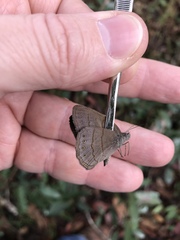 Nhambikuara cerradensis