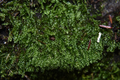 Taxiphyllum deplanatum, 2023-11-01