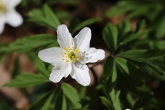 Anemonoides nemorosa