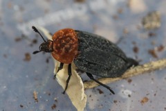 Oiceoptoma thoracicum