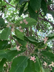 Sterculia lanceolata