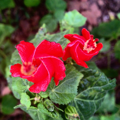 Malvaviscus arboreus drummondii