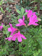 Rhododendron × pulchrum