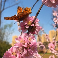 Polygonia c-aureum