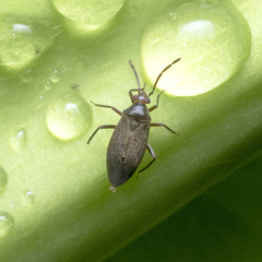 Wygomiris
