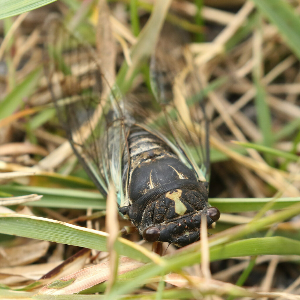 Dark Lyric Cicada from Carter County, TN, USA on September 21, 2023 at
