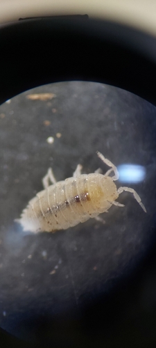 Trichorhina tomentosa